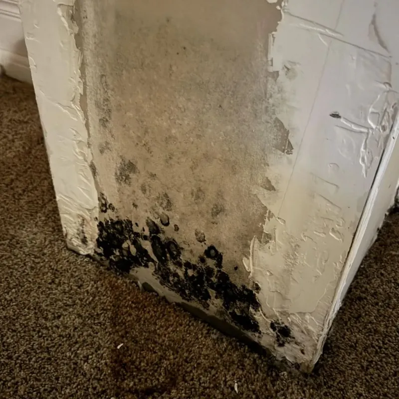 Professional Mold Removal in Center City, MN